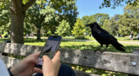 Who's the smartest corvid?