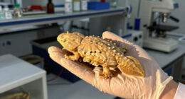 Scientists Have Identified a New Fossil Species of Axolotl in Mexico